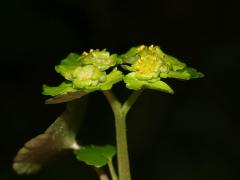 inflorescence, side view